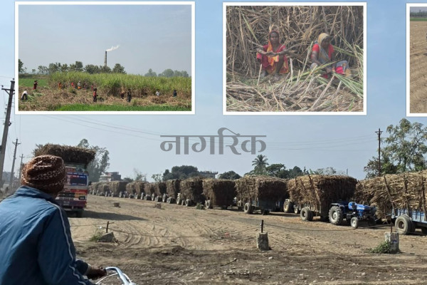 हरेक निवार्चनमा बल्झिरहने उखु किसानका मुद्दा: तीन दशकदेखि उम्मेदवारका लागि चुनावी एजेण्डा